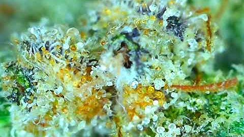 Lydian Project using Logic Pro X Alchemy and Drummer