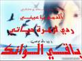 النورس الحزين