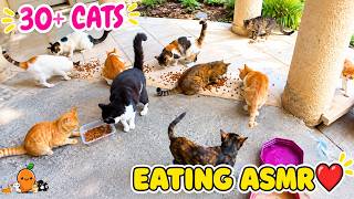 30  Rescue Cats Were So Hungry… They Came Upstairs for Food ❤️