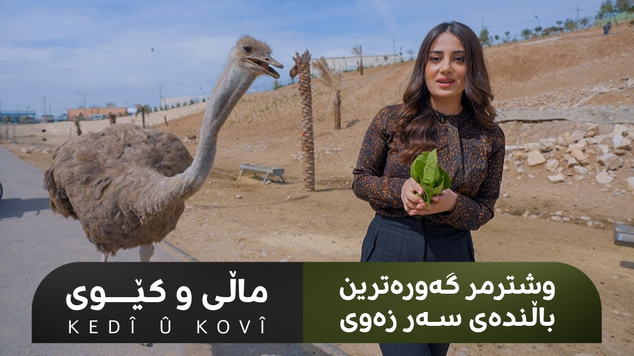 KEDÎ Û KOVÎ | ماڵی و کێوی-وشترمر گەورەتین باڵندەی سەرزەوی