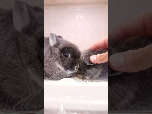 【ママが付き添い】フェイスマッサージでとろける赤ちゃんうさぎ🐇💕