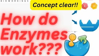 How do Enzymes work in body simply explained by biowordings