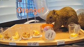 Squirrel’s reaction to see a orange
