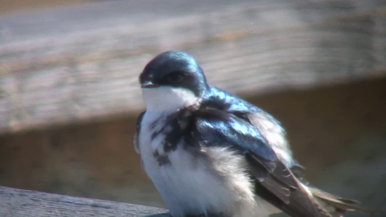 ミドリツバメ 1 迷鳥 アラスカ アンカレッジとスワード Tree Swallow Wild Bird 野鳥 動画図鑑 Youtube ミドリツバメ 1 迷鳥 アラスカ アンカレッジとスワード Tree Swallow Wild Bird 野鳥 動画図鑑 Youtube