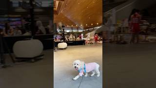 ANJING POODLE LUCU BERMAIN DI PET FRIENDLY CAFE #shorts #anjinglucu #anjingpoodle #funnyanimals #fyp
