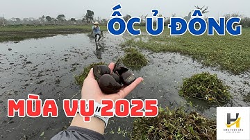 Ốc bươu đen, Ốc nhồi Ủ Đông  mùa vụ 2025