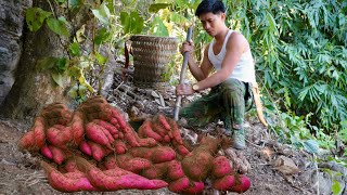 Download Lagu Only harvested once every 3 years: Giant rare purple wild yam!” MP3