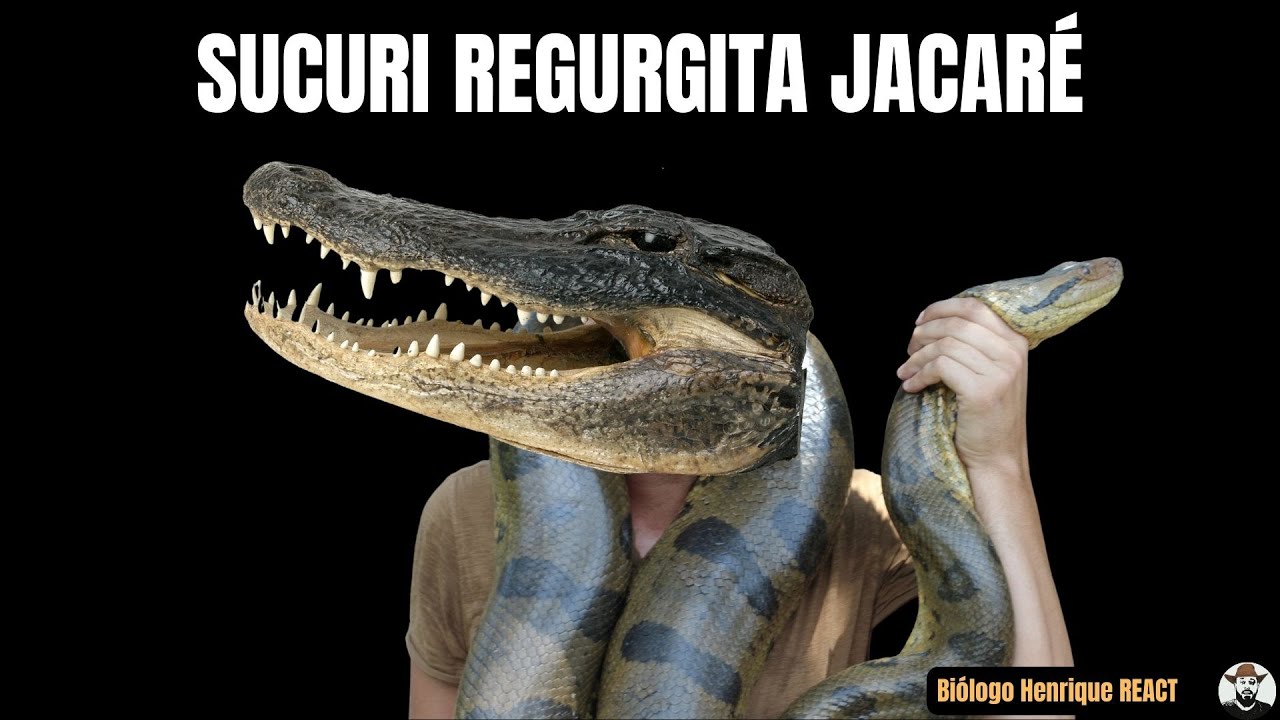 Sucuri Regurgita Jacaré | Biólogo Henrique REACT ao Canal @Imediato