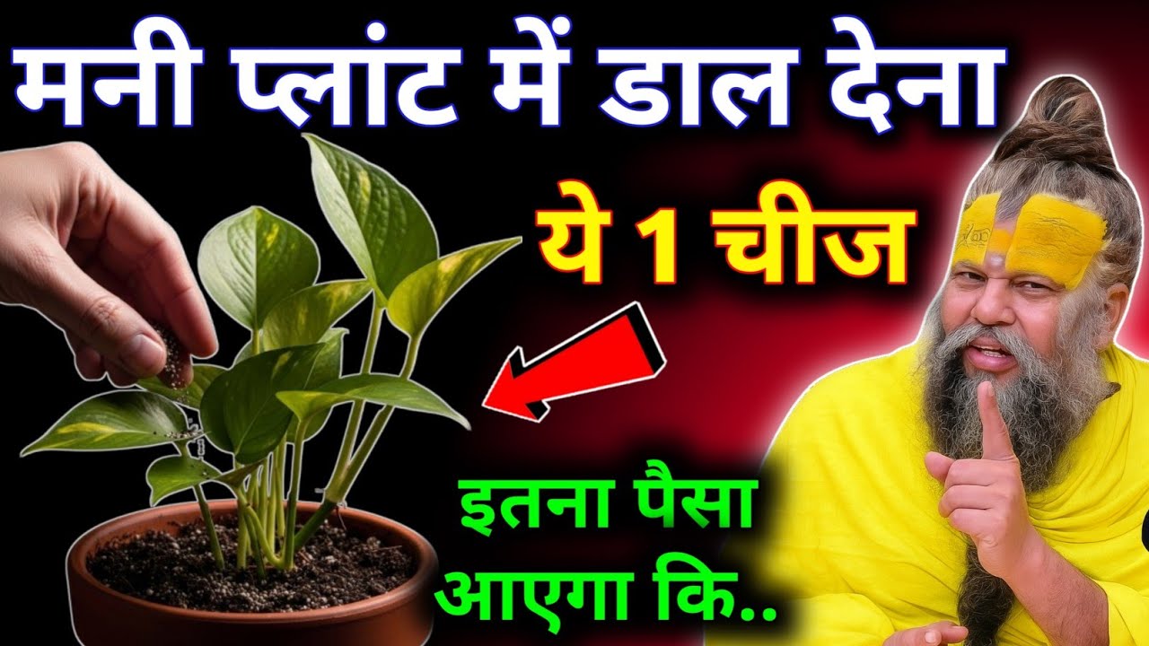 चुपचाप मनी प्लांट मे डाल देना ये 1 चीज घर मे लक्ष्मी दौड़ी चली आएगी Money plant premanand ji maharaj