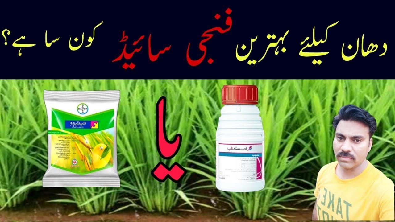Abid Rice The best fungicides for rice crop | Abid Ali Agrarian - YouTube