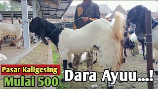 500...!! BIBIT KAMBING PE KALIGESING DI PASAR HEWAN PANDANREJO KALIGESING #Hargakambing#kambingpe