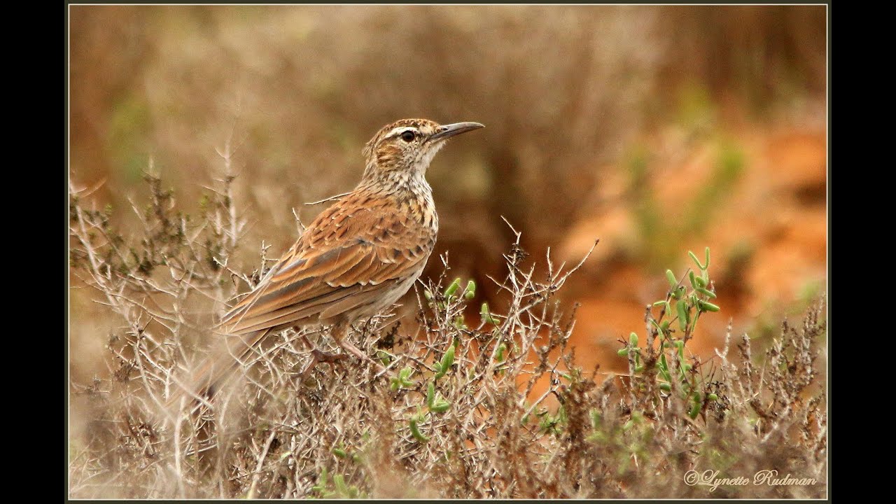 Karoo Longbilled Lark call YouTube