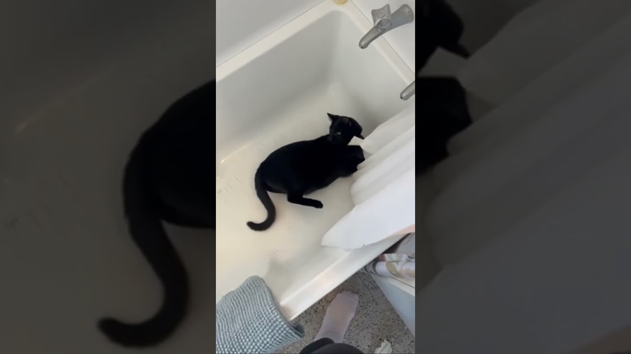 Our cat doing dumb things part 2 #cat