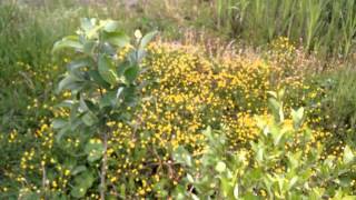 Oneplus One 1080p+ test (buggy)
