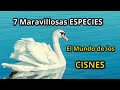 7 Maravillosas Especies de Cisnes - Belleza en Elegantes Aves Acuáticas