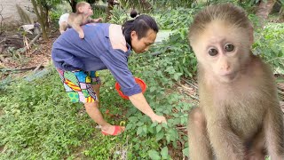 Super cute | Baby Monkey Damar picks vegetables with his father. Monkey Damar