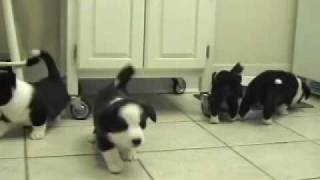 Herding the cat at 6 weeks old