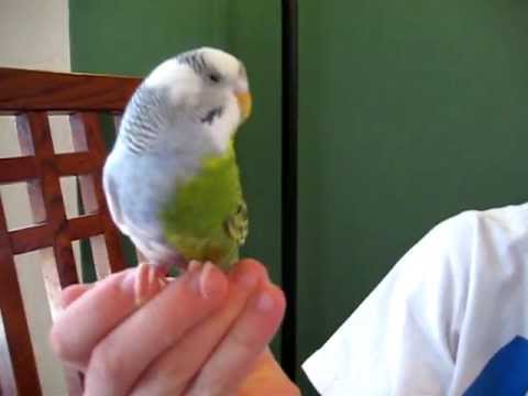 Thumb of A Two-Tone Parakeet video