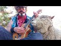 Sheep Loves Johnny Cash Song