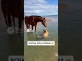 Cavallo entra in acqua e aiuta un cane in difficoltà #cavallo #salvataggio #animali #sora #ai