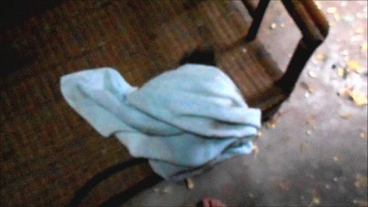 Funny baby monkey wants to play with towel