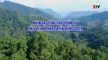 Nhìn lại công tác quản lý, bảo vệ và phát triển rừng 2024