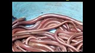 Smart Book on Eel Cultivation & Business