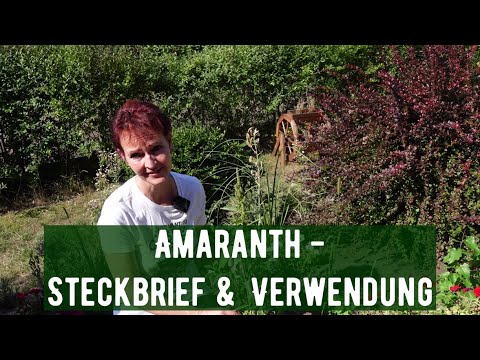 Video: Wie sieht Amaranth aus?