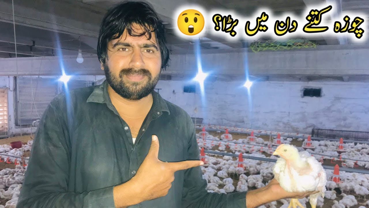 Murgi Farm Mein Chuja Kitne Din Mein Bada Hota Hai? 🐣🐔