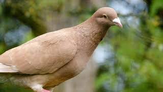 Rüyada Güvercin Görmek