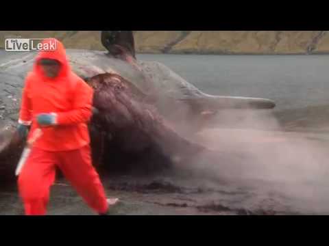 მკვდარი ვეშაპის  აფეთქება