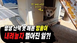 시고르 우체부 plus 대표 영상 썸네일
