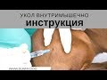 Как сделать внутримышечный укол собаке. Инструкция.