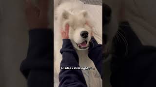 My dog has a “smooth brain” #dog #shorts #funnydogs #funnyvideo #samoyed