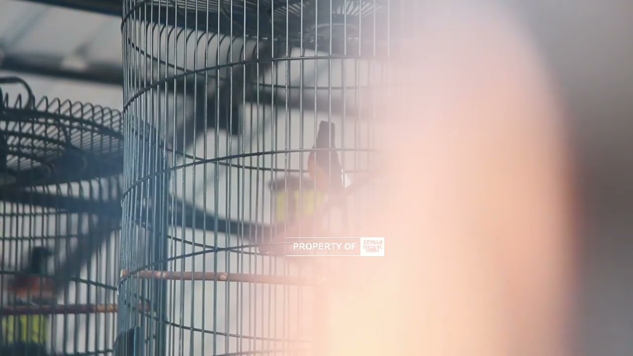 Murai Aldi 86 (Wakapolres Madiun cup)#1