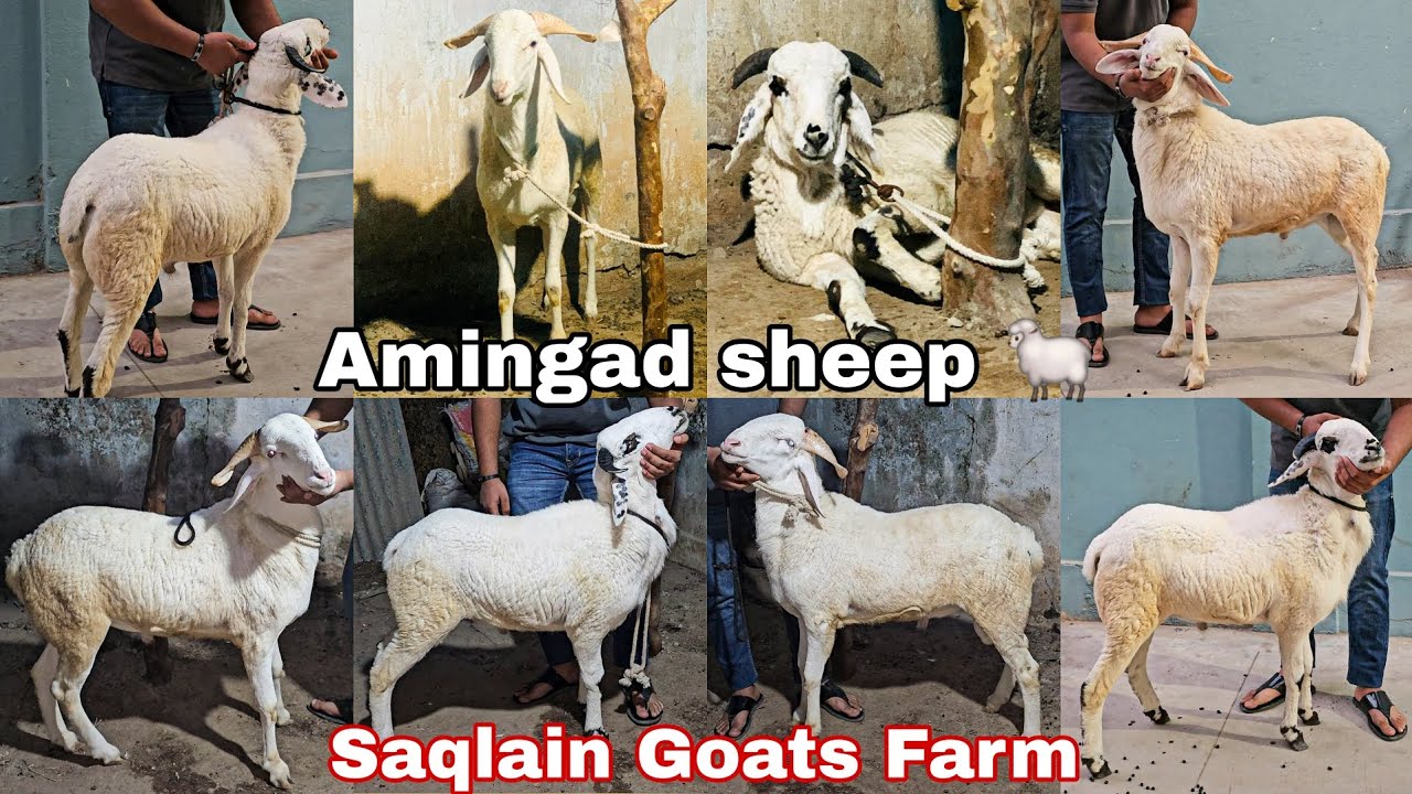 Pure Amingad Sheep's | Saqlain goats farm in Hyderabad | full set Bakre ♥️ 