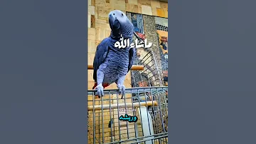 علاج نتف ريش الكاسكو 