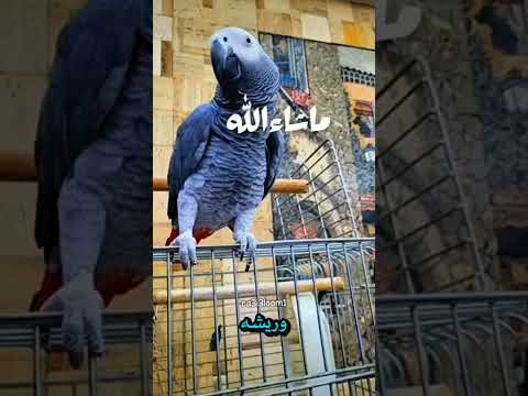علاج نتف ريش الكاسكو