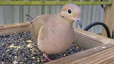 Mourning Doves Feeding Up Close