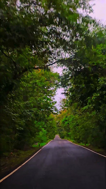 Roads during monsoon come alive! #roads #love #jungle #forest #kutch #lifeisironic #nature #monsoon