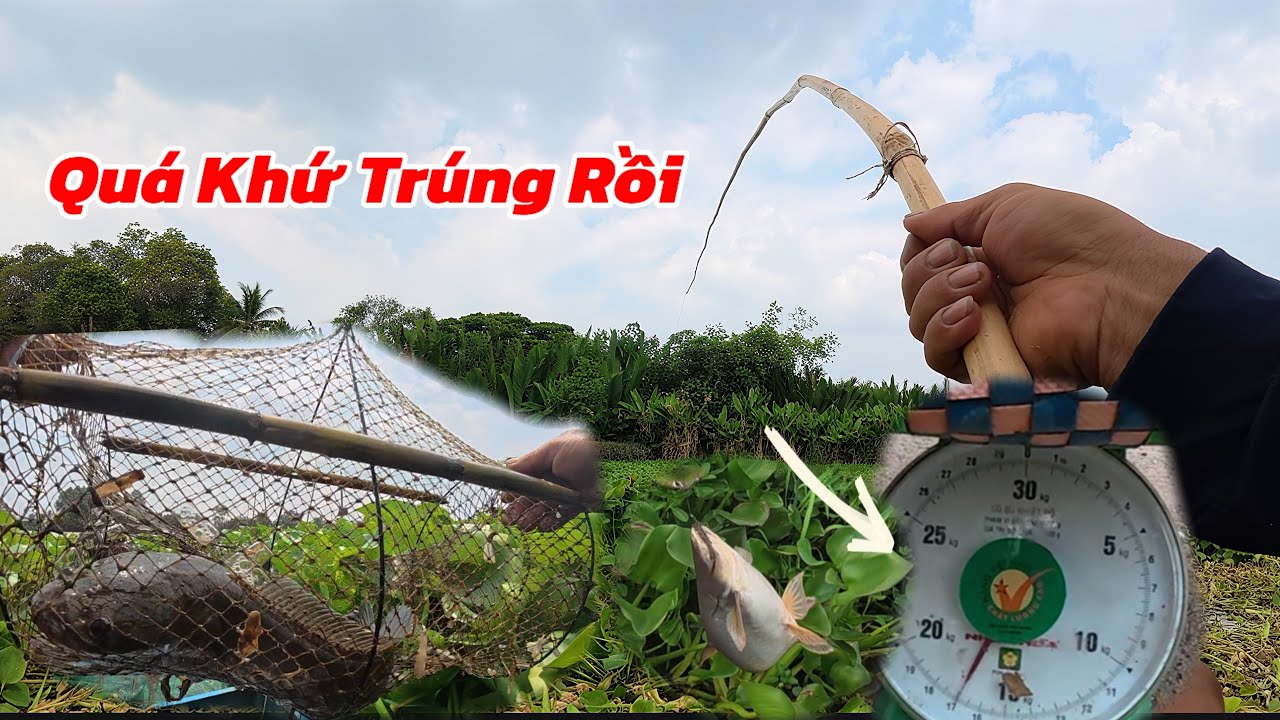 Câu Cá Thăm Lờ Thả Lưới Trúng Đậm Gần 20 Ký Cá / Định Nguyễn Hậu Giang