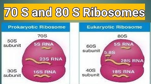 70 S Ribosomes and 80 S Ribosomes || difference between 70s and 80s ribosomes #science #biology