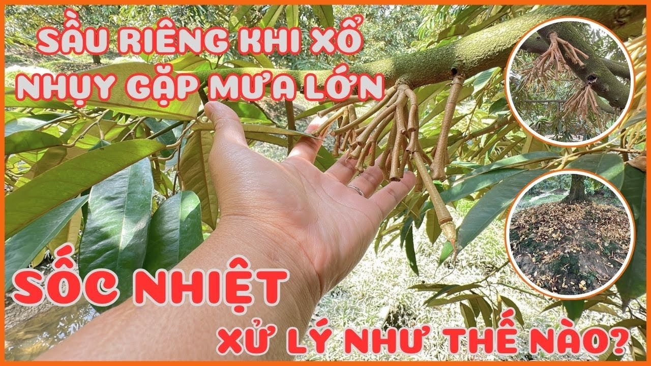 Sầu riêng khi xổ nhụy gặp mưa lớn - SỐC NHIỆT xử lý như thế nào?