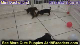 Miniature Dachshund, Puppies, Dogs, For Sale, In Huntington, County, West Virginia, WV, 19Breeders