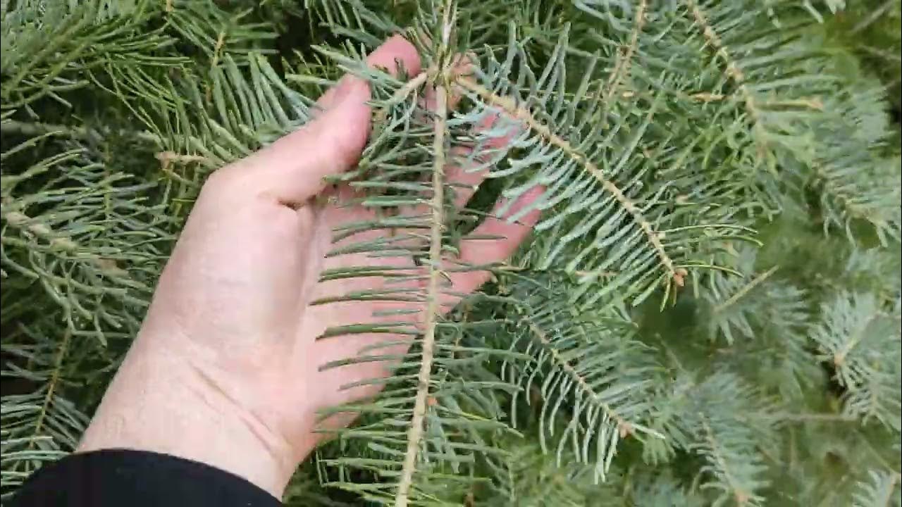 Самая красивая ель в сад: пушистая, с мягкими иголками, голубая - YouTube