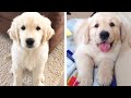 😍 Cute &amp; Funny Golden Puppies Videos That Are IMPOSSIBLE Not To Aww At 🐶 | Cute Puppies