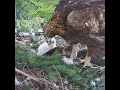 LATE AFTERNOON INTAKE: Alpha Golden Eagle Chick Continues Nest Recycling ⚡🦅 #eagle