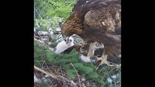 LATE AFTERNOON INTAKE: Alpha Golden Eagle Chick Continues Nest Recycling ⚡🦅 #eagle