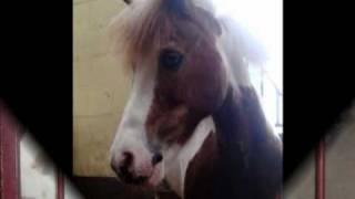 les chevaux du 3D screenshot 5