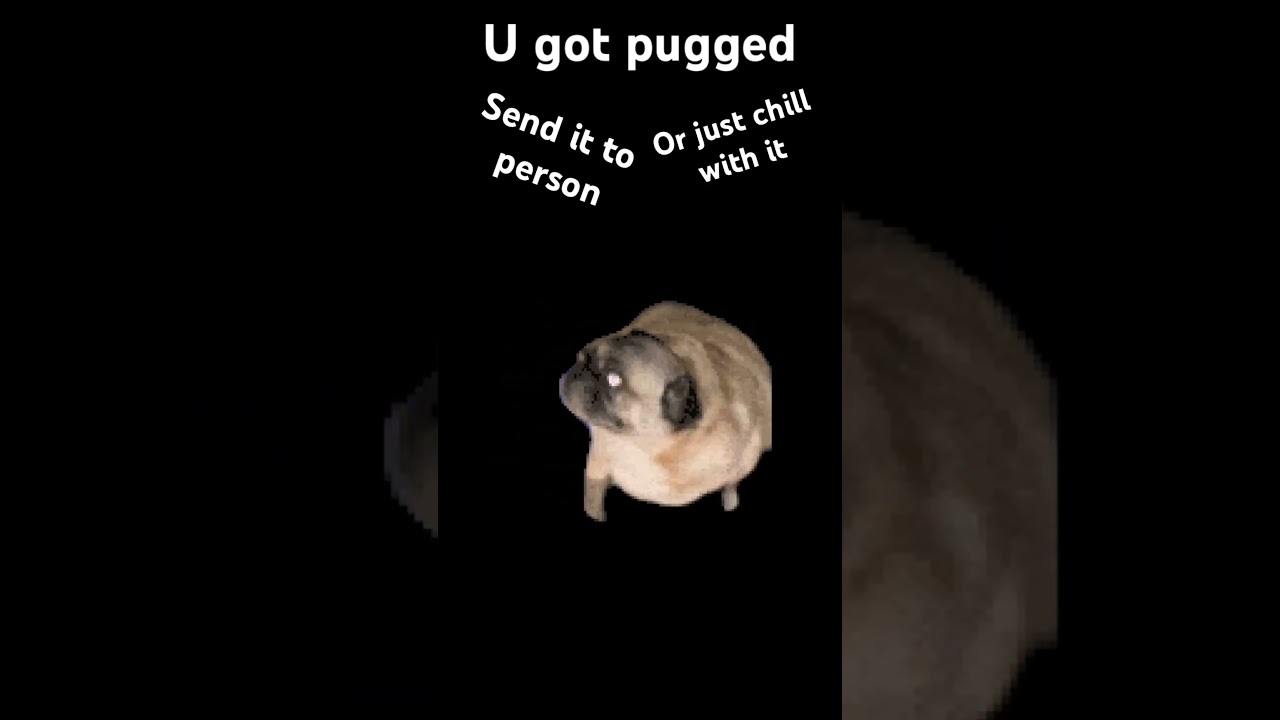 pug - YouTube
